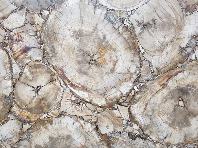 White Petrified Wood Stone